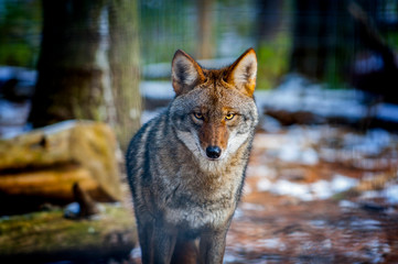 Coyote Wolf at Adirondack Wildlife Refuge Upstate New York