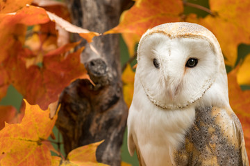 Close up of barn owl in a maple tree