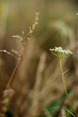 close up of green moss