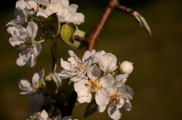 Pear blossom and green leaves, close-up of many white flowers on a branch of pear tree on the brown background growing in the garden on sunny and windy day, farming and growing organic products.