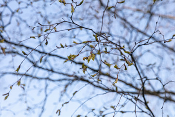 Against the blue sky, young leaves of birch. Concept: spring