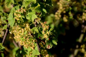 close-up and detailed red currant blossom, small yellow flowes and green leaves on a branch of a red currant bush growing in the garden on green background. farming and growing organic products.