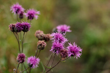 purple thistle flower