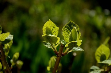 young green leaves of the white Annabelle Hydrangea bush growing on a flowerbed in the spring on a sunny day