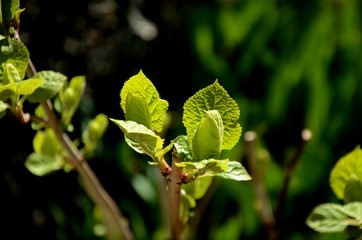 young green leaves of the white Annabelle Hydrangea bush growing on a flowerbed in the spring on a sunny day