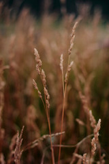 grass in the wind