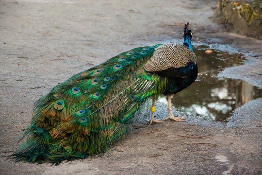 Majestic, coloured and charming peacock with beautiful plumage walks around the zoo.