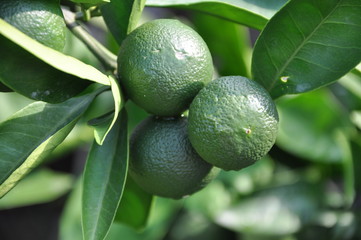 avocado on tree