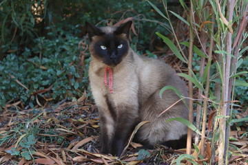 portrait of siamese cat in nature