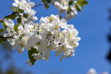 White flowers of apple tree. Detailed view.