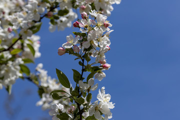 White flowers of apple tree. Detailed view.