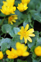 Naklejka na ściany i meble soft focus spring yellow flowers