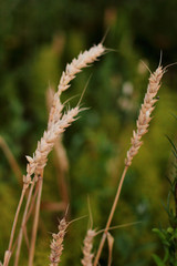 Fototapeta premium close up of wheat