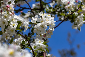 White flowers of apple tree. Detailed view.