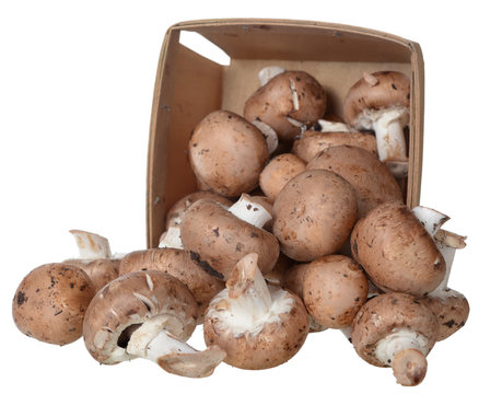  mini portabella mushroom
