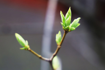 spring kidneys on trees