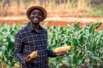 African farmer man holding a fresh corn at organic farm with smile and happy.Agriculture or...
