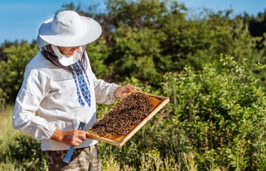 Beekeeper inspecting honeycomb frame at apiary at the summer day. Man working in apiary. Apiculture. Beekeeping concept.