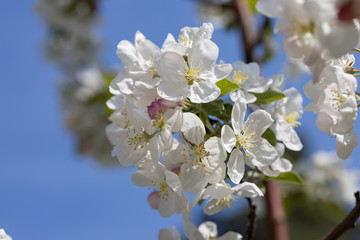 White flowers of apple tree. Detailed view.