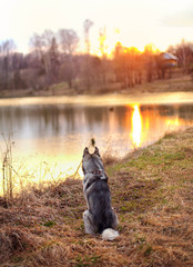 cat and dog