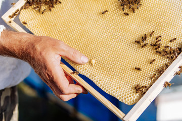 Beekeeper is working with bees and beehives on the apiary. Frames of a bee hive