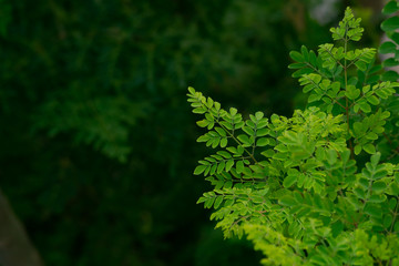 Moringa tree leaf close up background