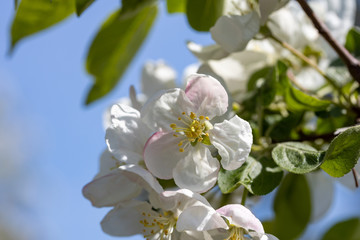 White flowers of apple tree. Detailed view.