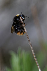 bourdon