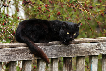 black cat on a wooden fence