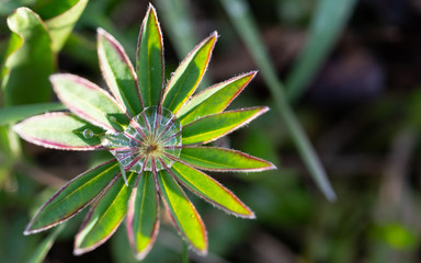 Lupine flower leaves in raindrops in springtime. Closeup, shallow depth of field, space for text.