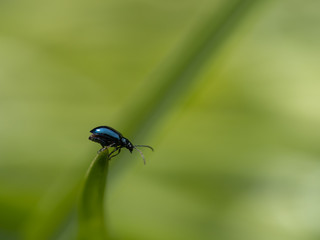 Micro Beetle on leaf. About 5mm long.