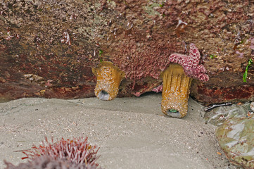 Solitary Anemone at Low Tide