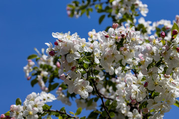 White flowers of apple tree. Detailed view.