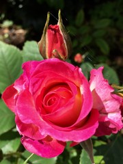 pink rose in garden