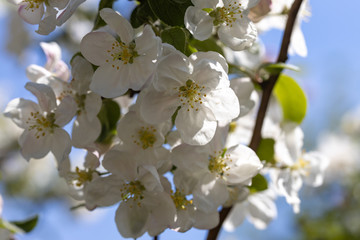 Obraz premium White flowers of apple tree. Detailed view.