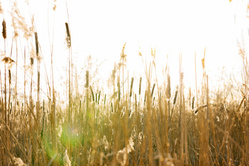 Fototapeta premium Grashalme am Feld.