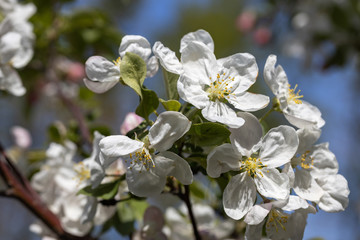 White flowers of apple tree. Detailed view.