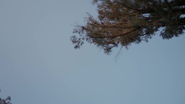 Vista panor&aacute;mica de los &aacute;rboles y el cielo en la ciudad
