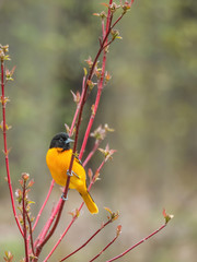 Baltimore oriole sitting in tree