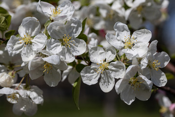 White flowers of apple tree. Detailed view.