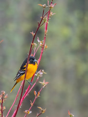Baltimore oriole sitting in tree