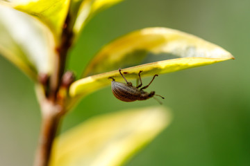 A small insect beetle in a spring garden sits on a green leaf of a plant
