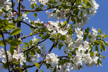 White flowers of apple tree. Detailed view.