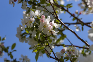 A bee on a white flower of an apple tree. Detailed view.