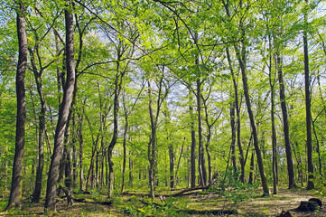 Laubwald im Mai