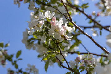 A bee on a white flower of an apple tree. Detailed view.