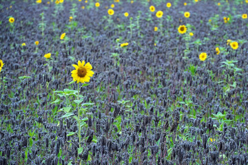 Sonnenblume in einem Feld