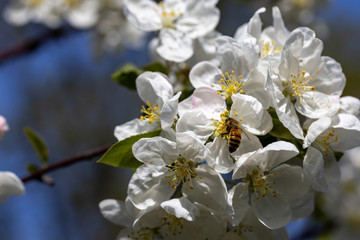 A bee on a white flower of an apple tree. Detailed view.