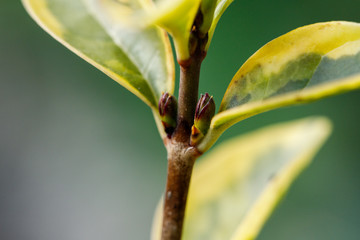 A small insect beetle in a spring garden sits on a green leaf of a plant