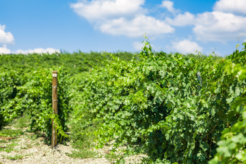 Green grapes in a vineyard in France, Bordeaux